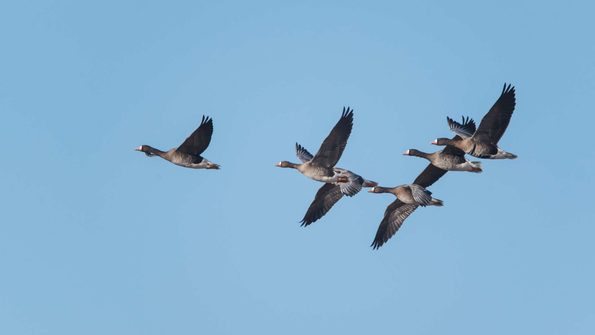 Flugstaffel der Blässgänse