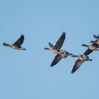 Flugstaffel der Blässgänse