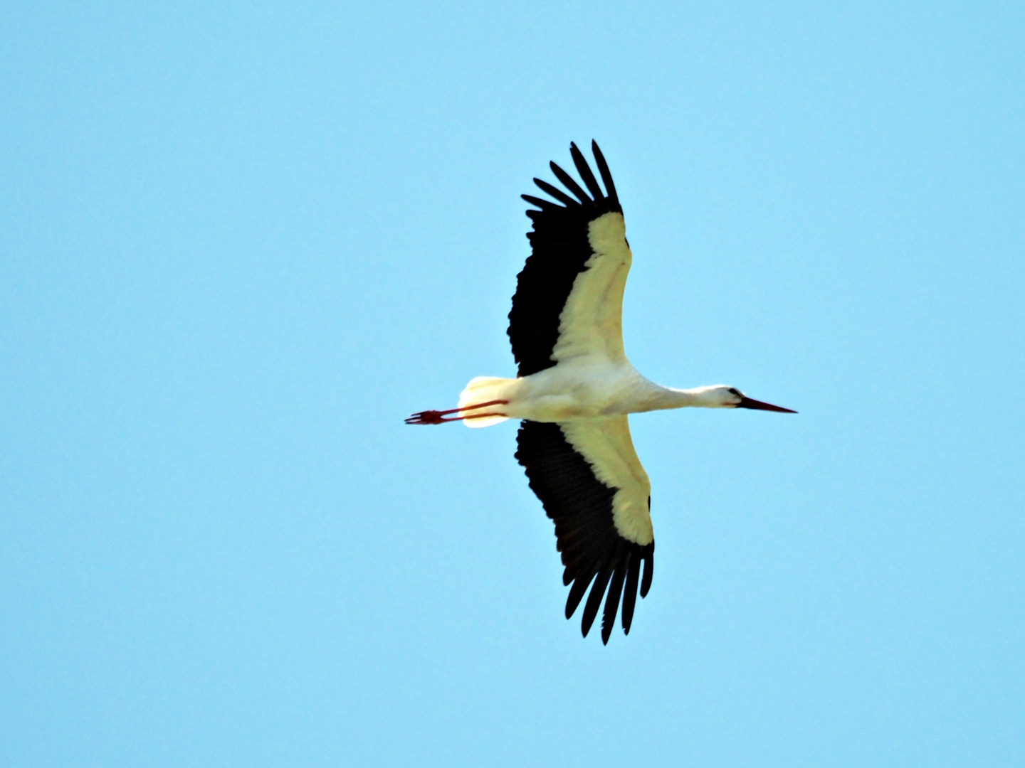 Flugstorch