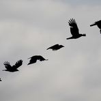 Flugstudie 1
