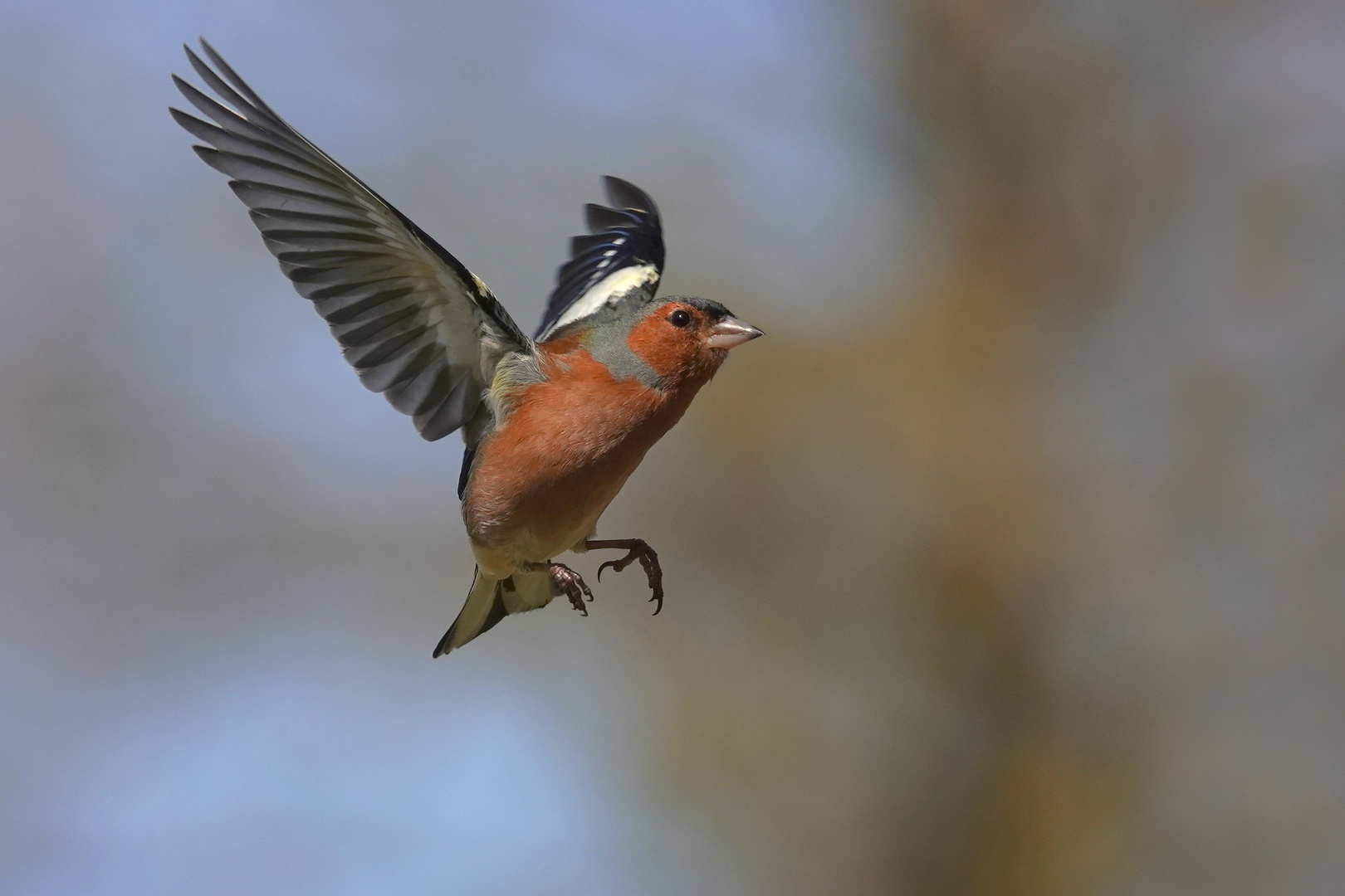 Flugstudie