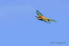 Flugstudie - 2