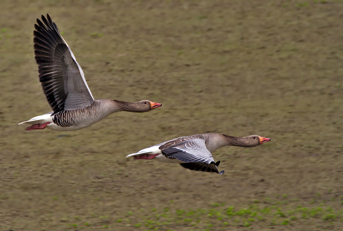 Flugstudie