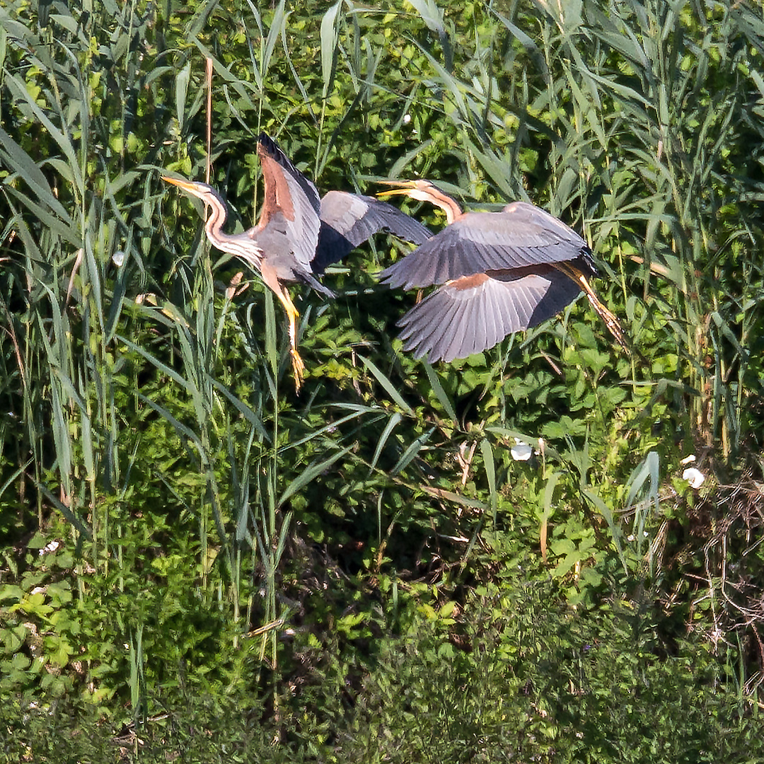 Flugstudie 4: Gleich bin ich da...