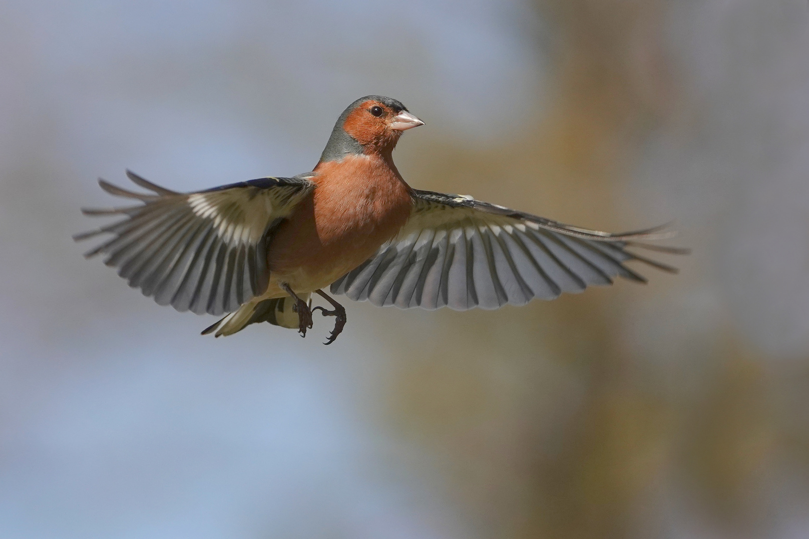 Flugstudie