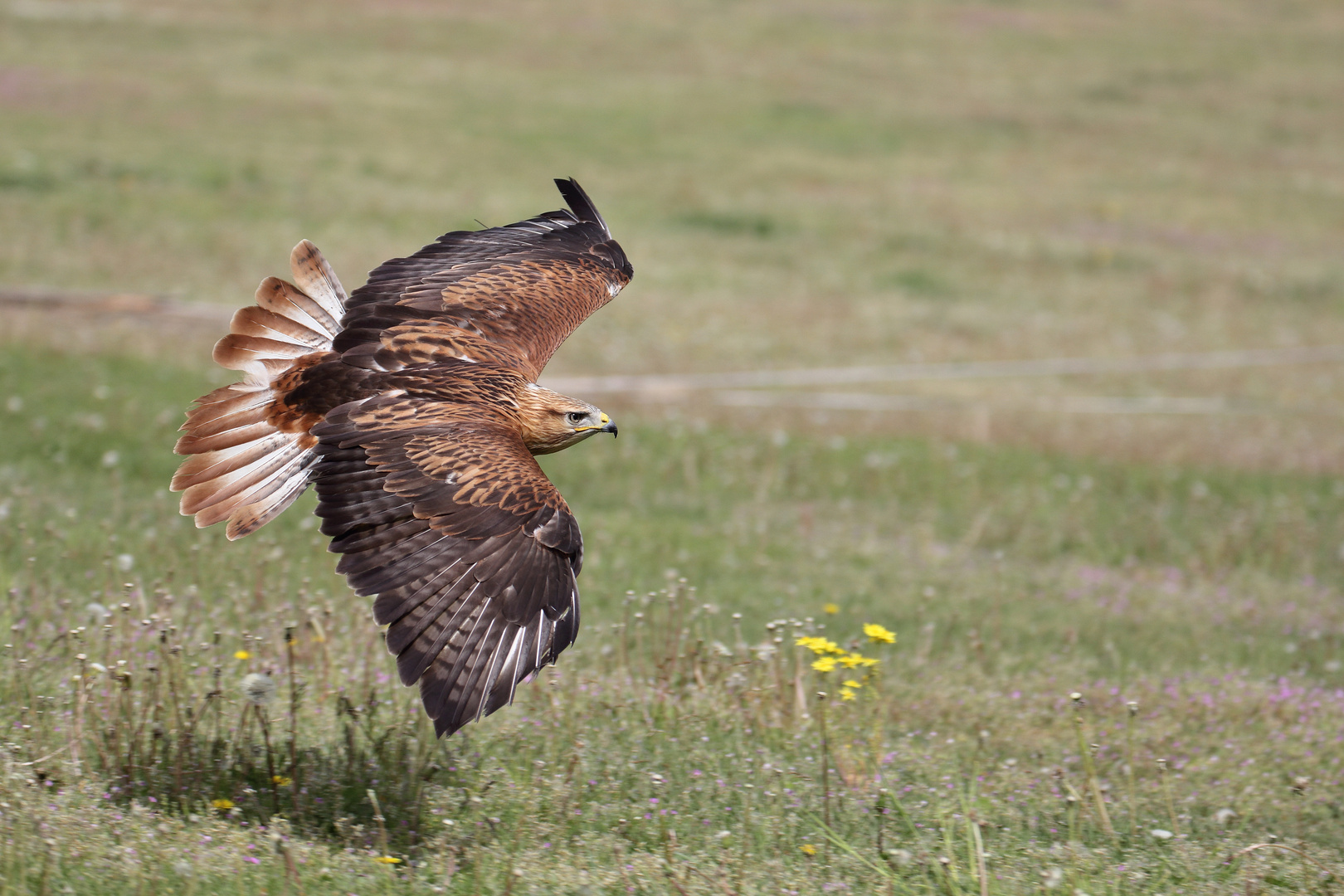 Flugstudie