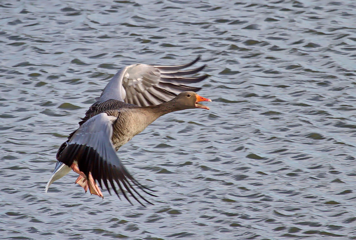 Flugstudie