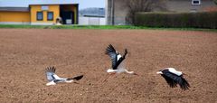 Flugstudie beim Start