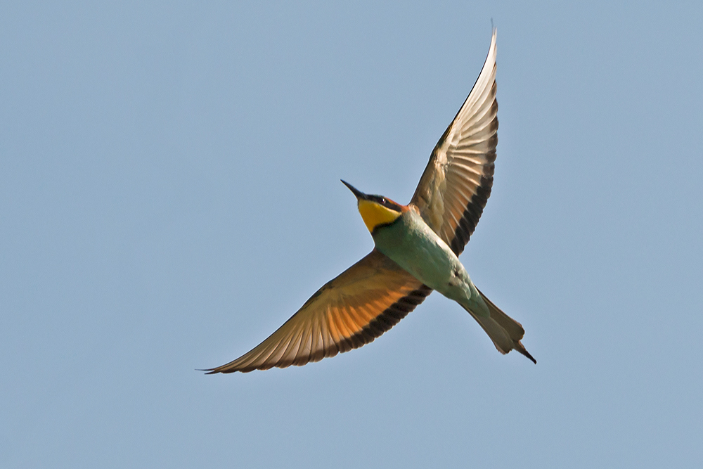 Flugstudie Bienenfresser 