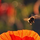 Flugstudie der Biene im Gegenlicht