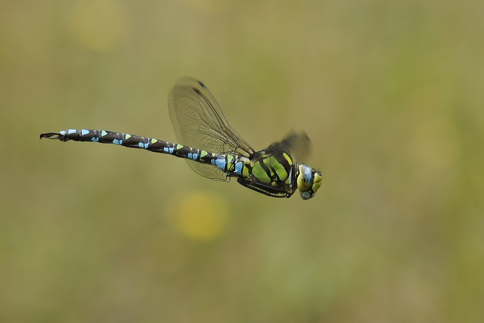 Flugstudie der Blaugrünen Mosaikjungfer (Aeshna cyanea), Männchen