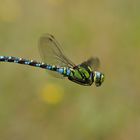 Flugstudie der Blaugrünen Mosaikjungfer (Aeshna cyanea), Männchen