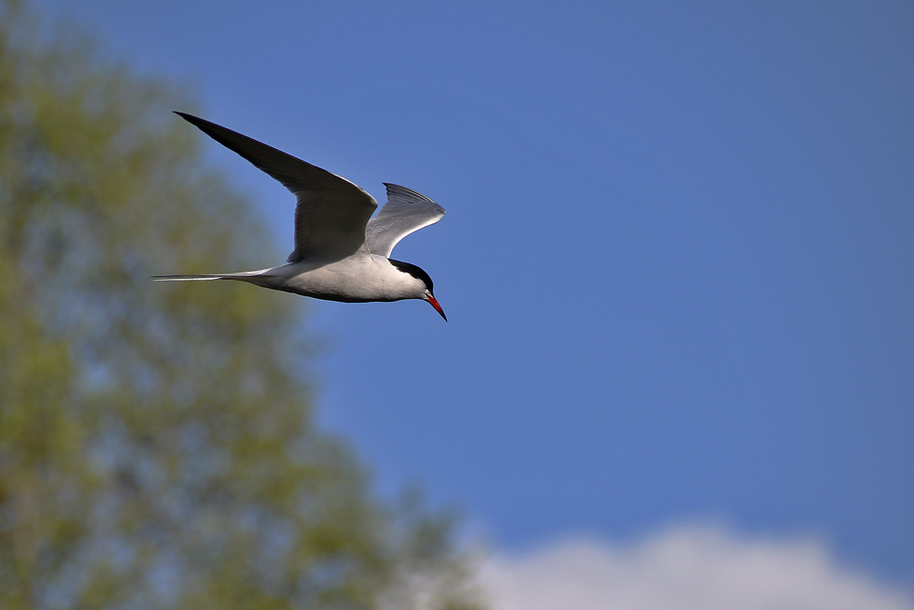 Flugstudie der Flussseeschwalbe