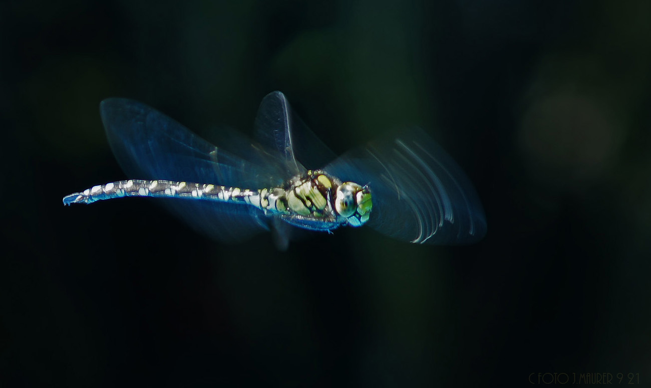 Flugstudie der Mosaikjungfer   ND