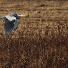 Flugstudie des Graureihers