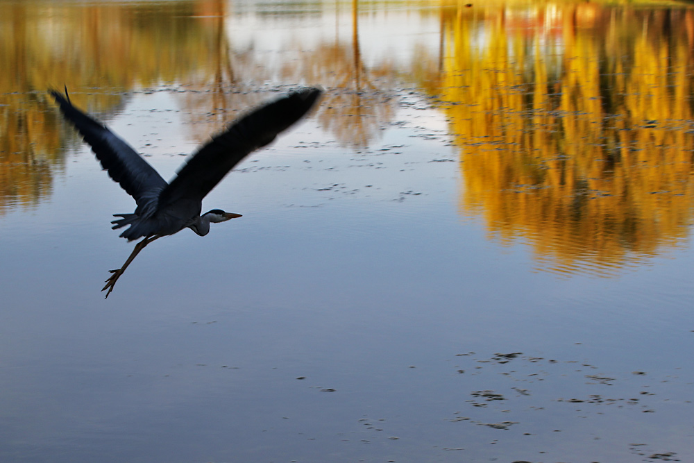 Flugstudie des Graureihers über den "Spiegel-Weiher"