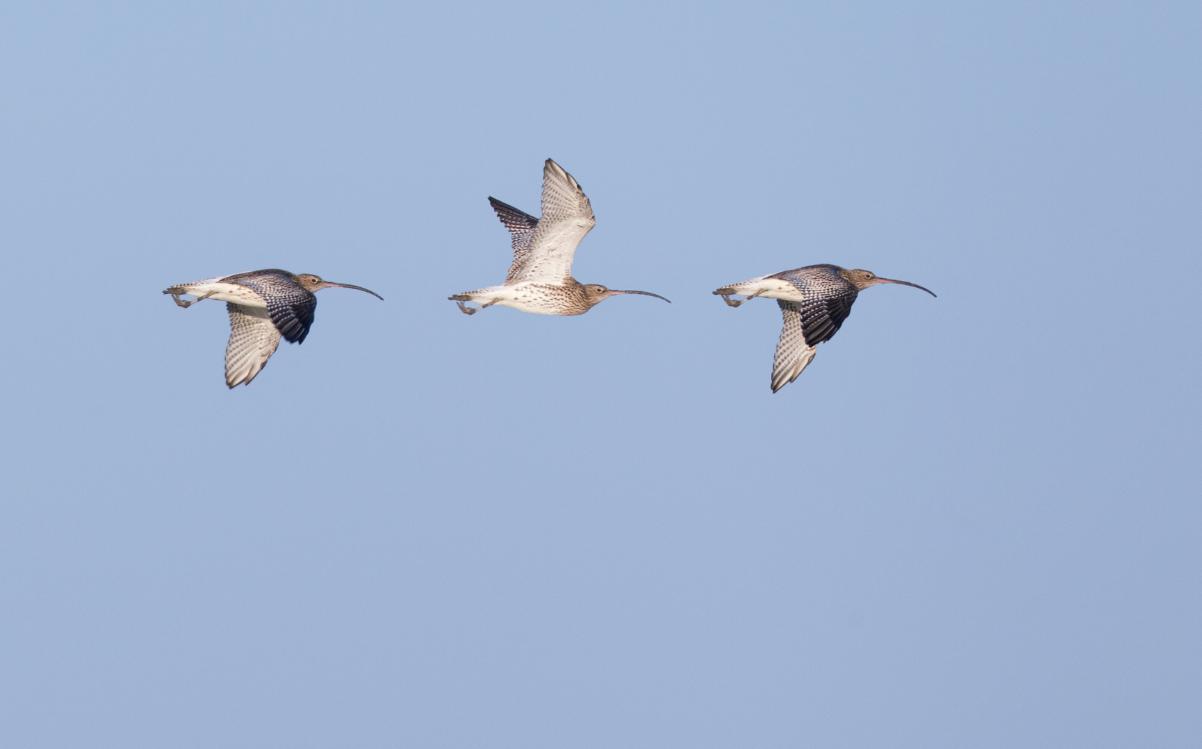 Flugstudie des Großen Brachvogels