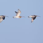 Flugstudie des Großen Brachvogels