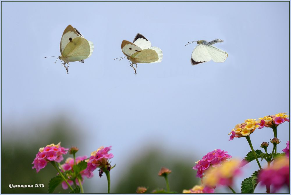 flugstudie des kohlweisslings......