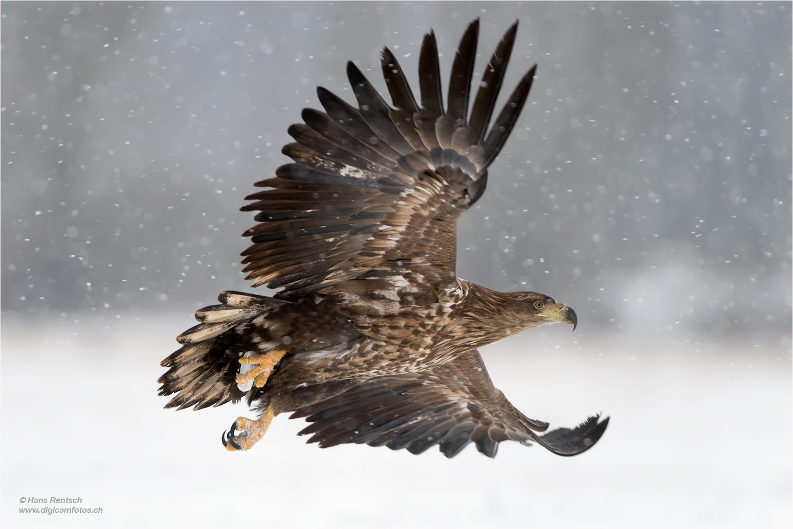 Flugstudie des Seeadler