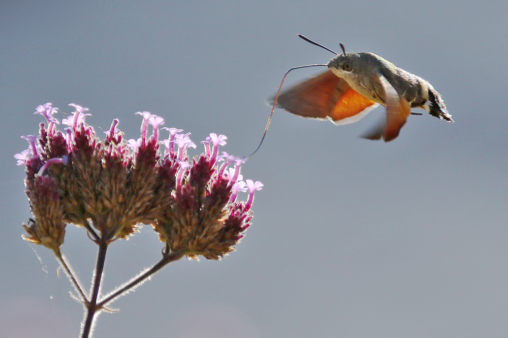 Flugstudie des Taubenschwänzchens