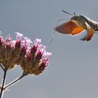 Flugstudie des Taubenschwänzchens