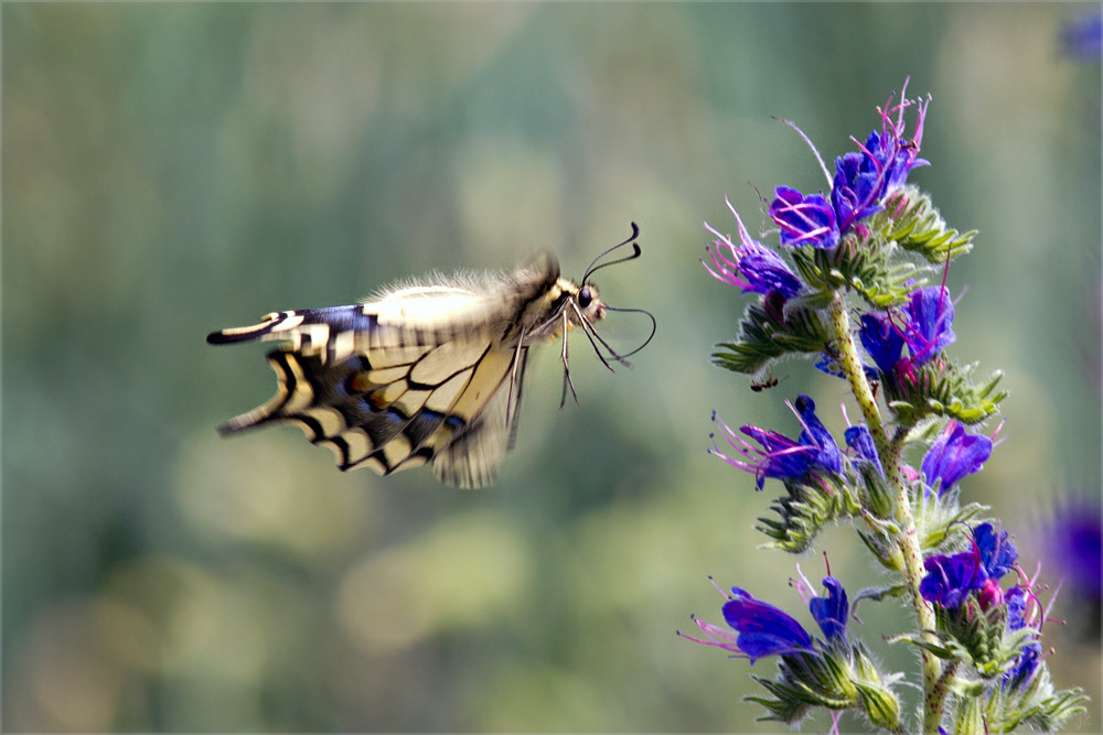 flugstudie