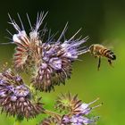 Flugstudie einer Biene