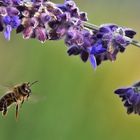 Flugstudie einer Biene