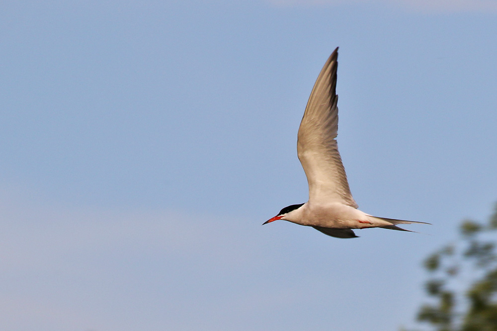 Flugstudie einer Flussseeschwalbe