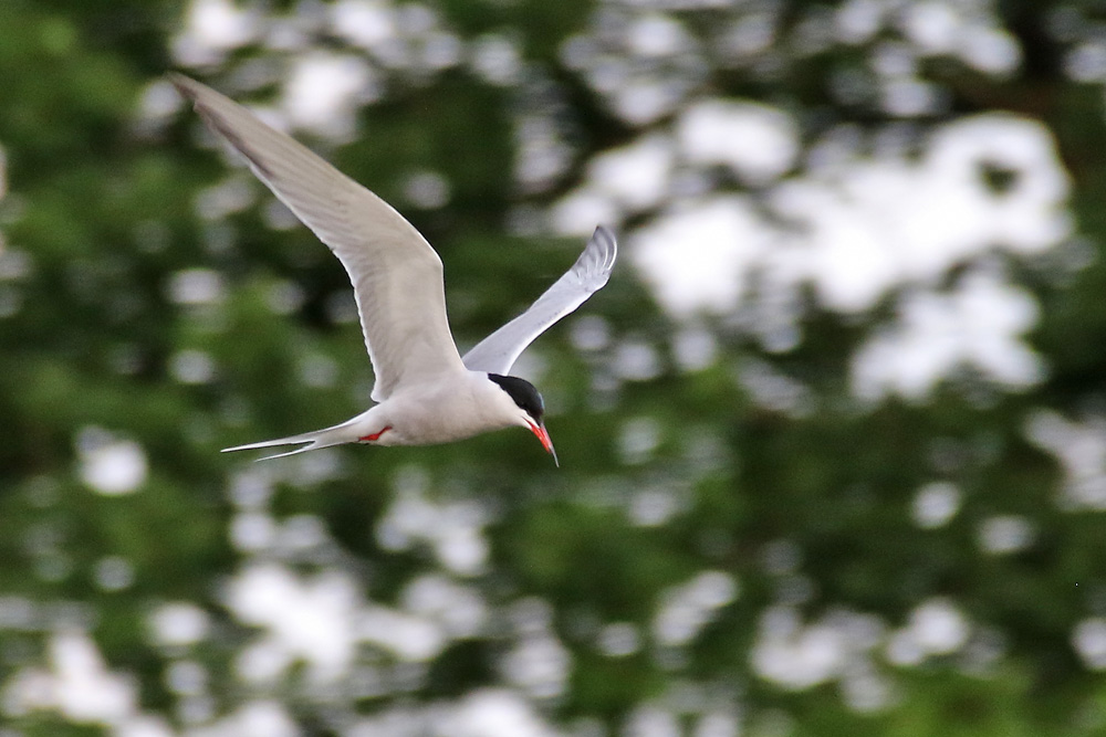 Flugstudie einer Flussseeschwalbe