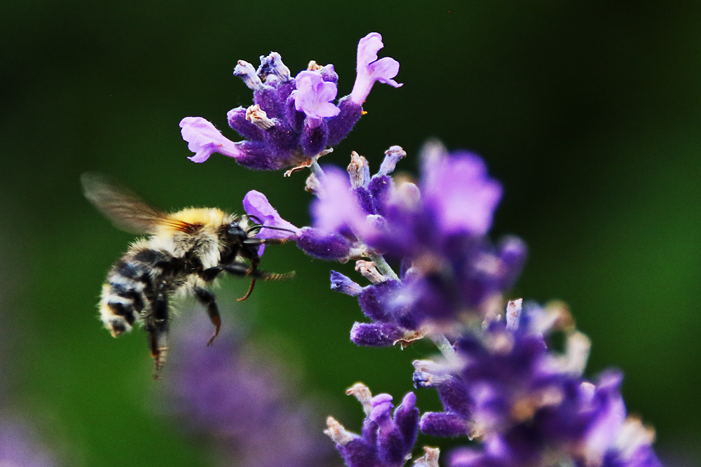 Flugstudie einer Hummel