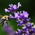 Flugstudie einer Hummel