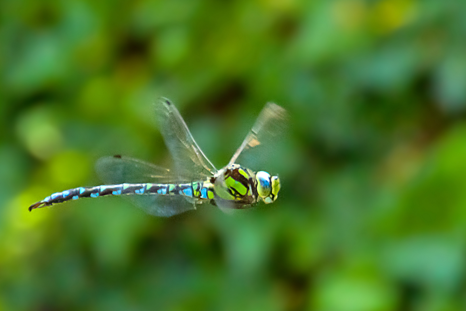 Flugstudie einer Libelle / Flight study of a dragonfly