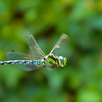 Flugstudie einer Libelle / Flight study of a dragonfly