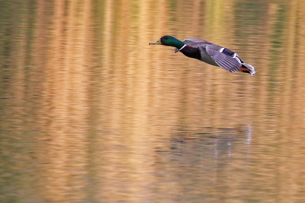 Flugstudie einer männlichen Stockente