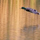 Flugstudie einer männlichen Stockente