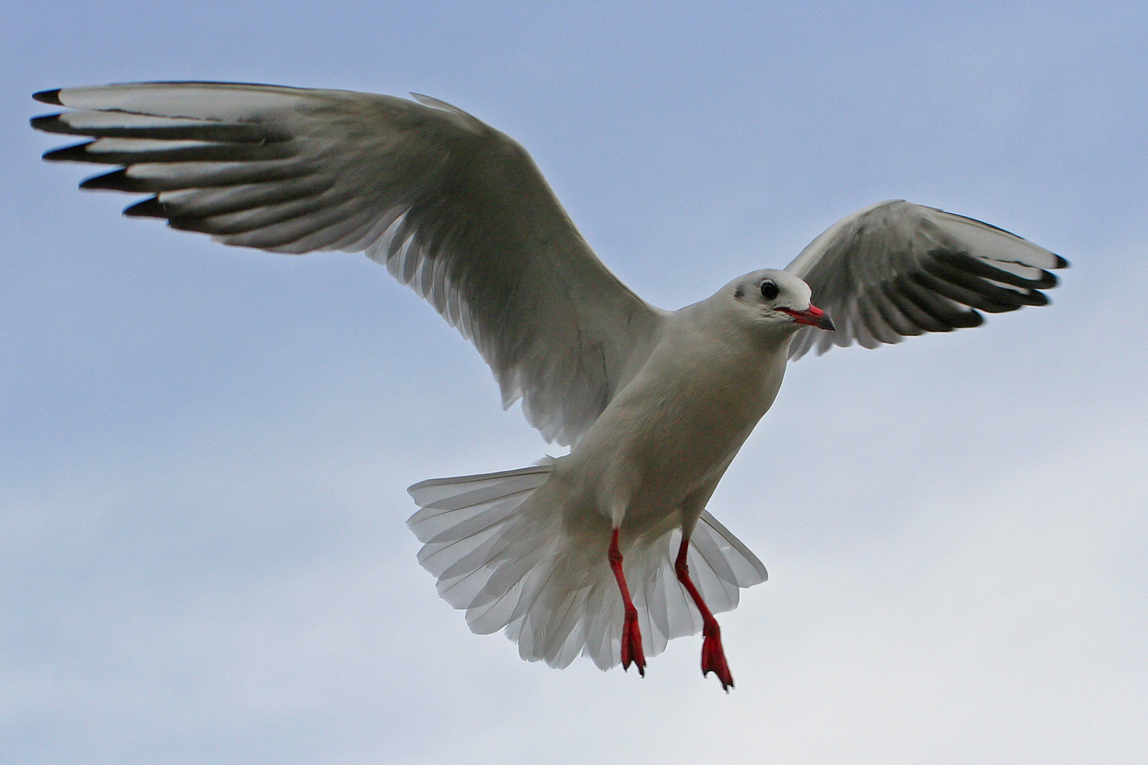 Flugstudie einer Möve