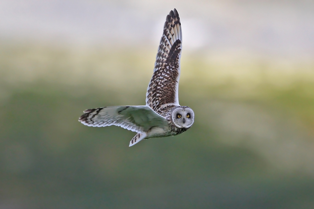 Flugstudie einer Sumpfohreule