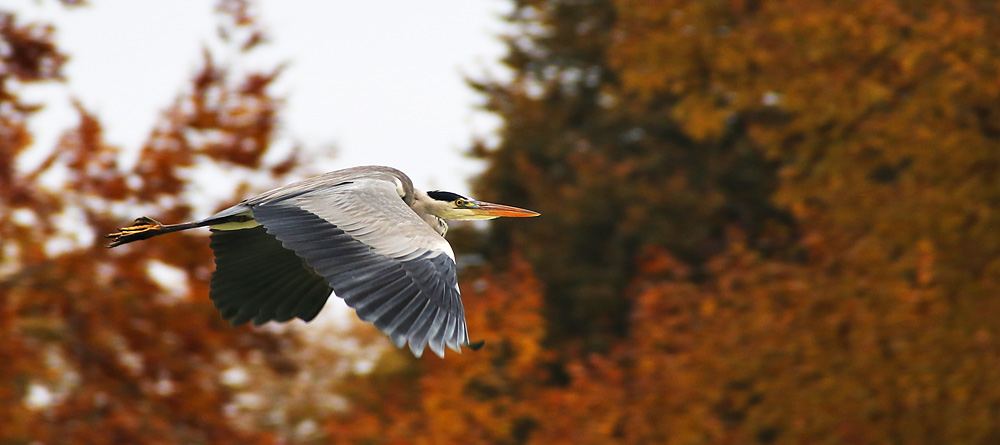 Flugstudie eines Graureihers