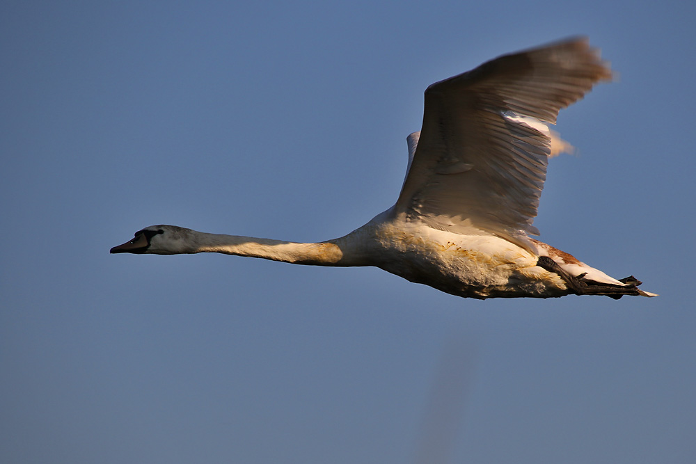 Flugstudie eines jungen Höckerschwanes