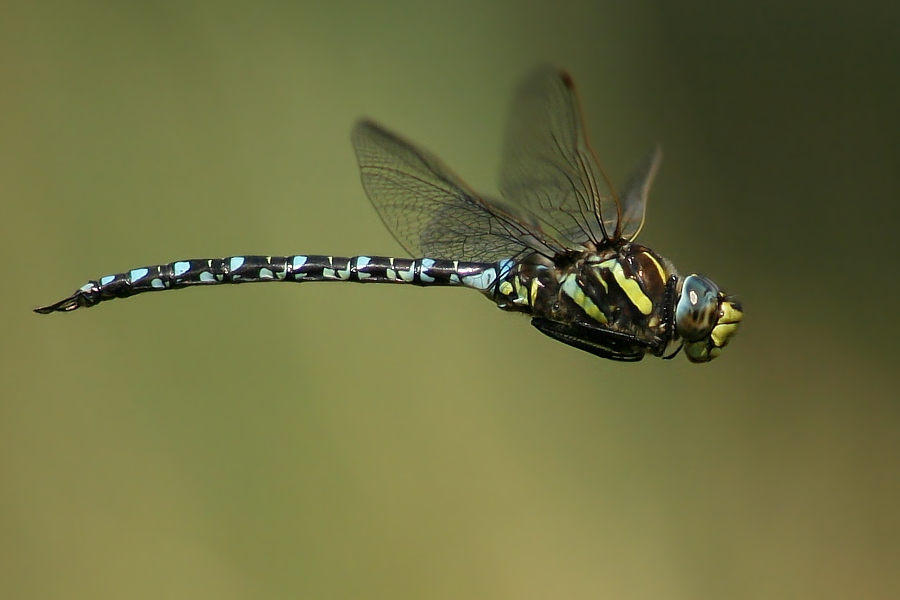 Flugstudie eines Männchens der Torfmosaikjungfer (Aeshna juncea)