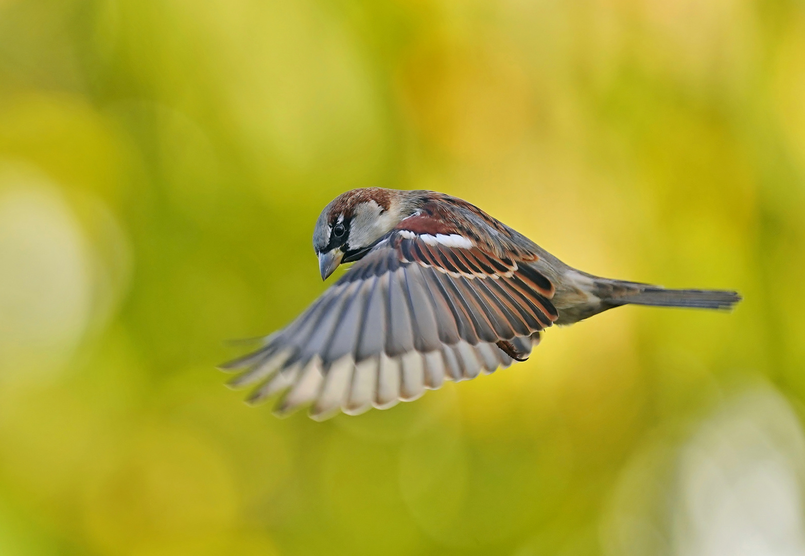 Flugstudie eines männlichen Sperlings