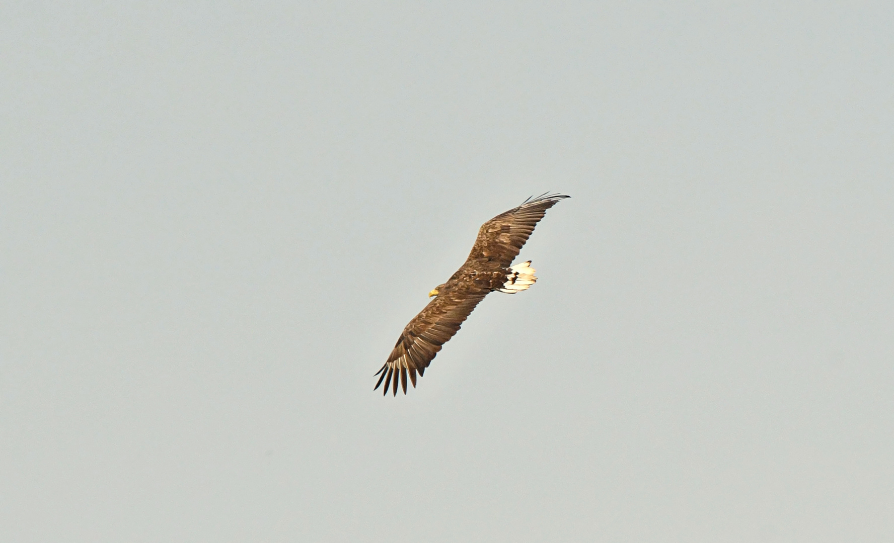 flugstudie eines Seeadlers