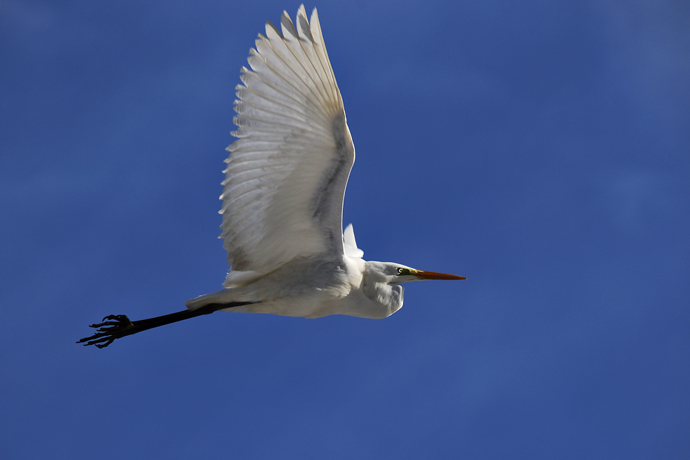 Flugstudie eines Silberreiher