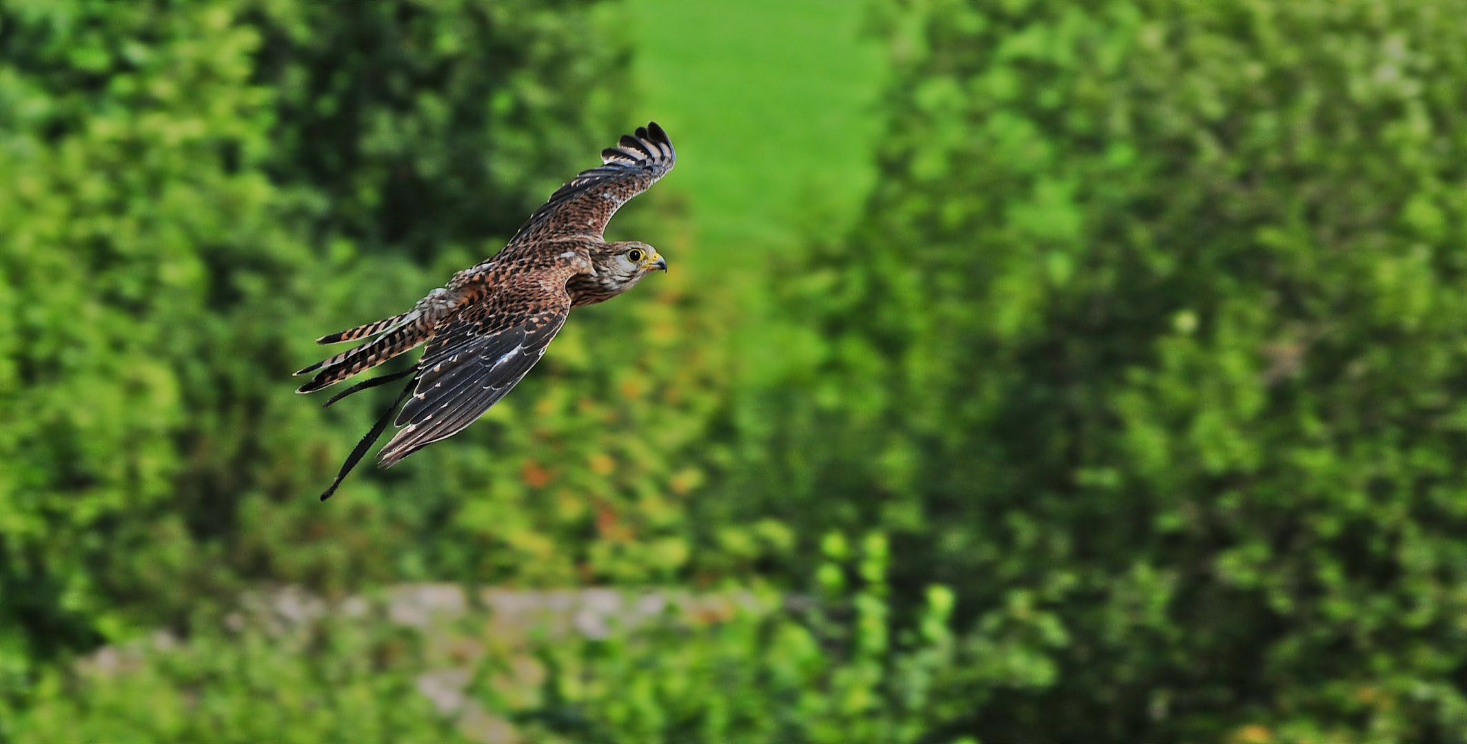 Flugstudie eines Turmfalken