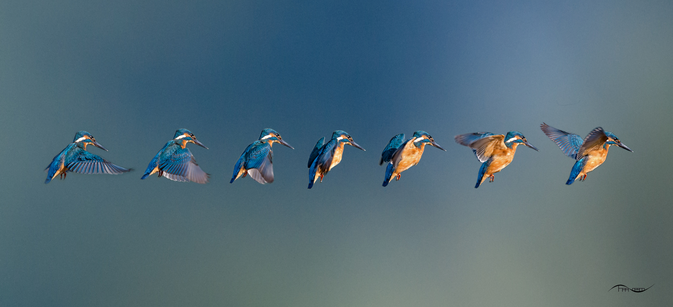 Flugstudie Eisvogel 2.09.2014