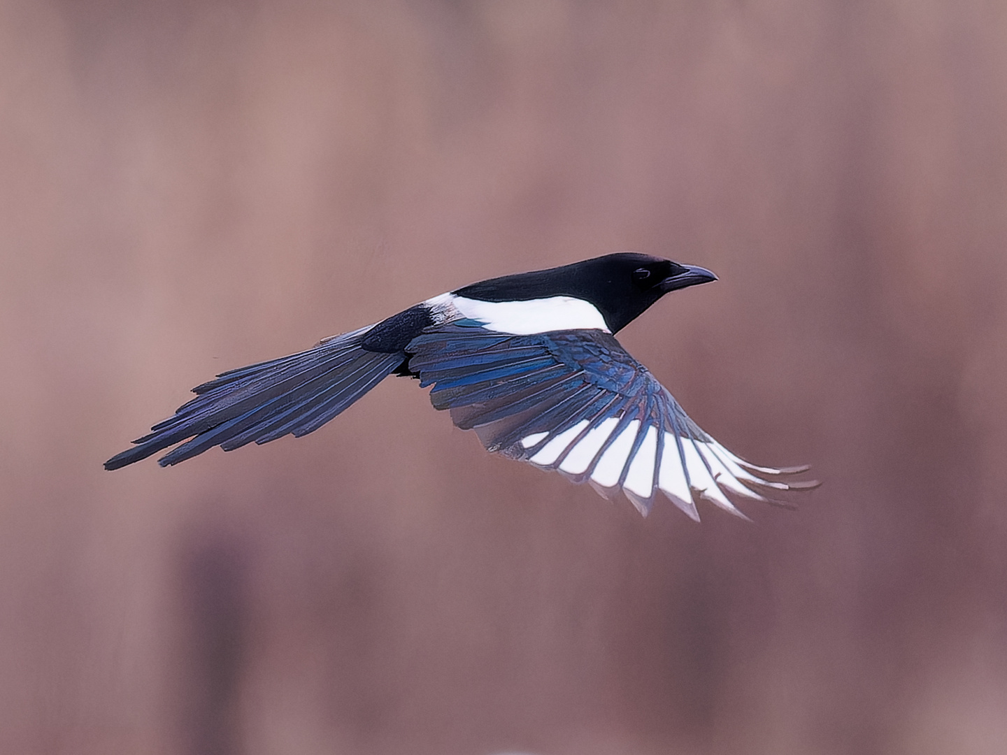 Flugstudie Elster 2