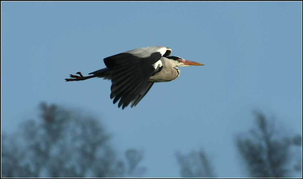 Flugstudie Graureiher