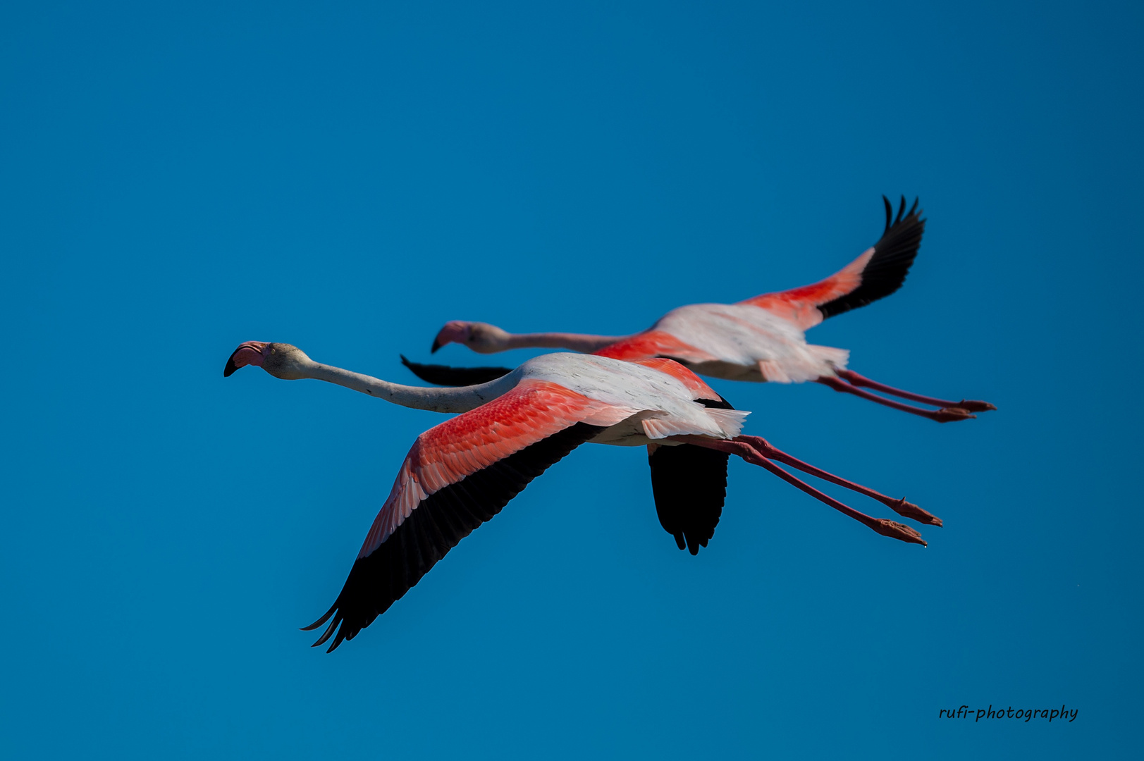 Flugstudie in der Camargue